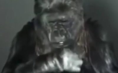 Last Message to Humanity From Koko The Gorilla who Developed Sign Language