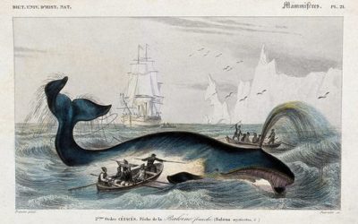 The Whalers of Whaling – Warning: Hard Hitting and Trigger Warning – Part 2