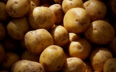 How to Grow Potatoes in a 5 Gallon Bucket