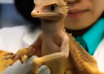 Scientists In China Have Brought The Dragon Back To Our World