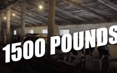 We Are Consuming Tainted Beef – This Will Piss You Off!