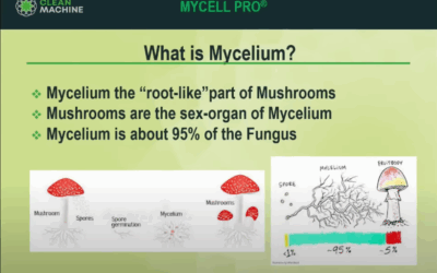 This Is the Ingredient That Could Help You Live to 120
