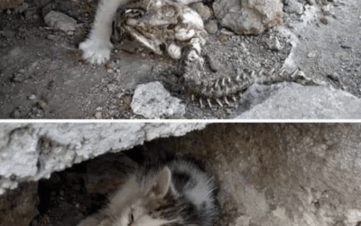 Karma Is Bitch – Don’t Hurt Animals It Comes Back To You 10 Fold!