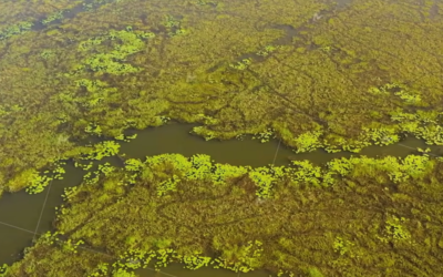 The Fastest Growing Food on Earth: Why is the World’s Most Efficient Protein Labeled a Weed?