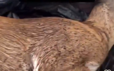 Images from the USA. All living creatures in the forests are under threat due to tick cases being released from the sky. Take a look at the footage encountered by a social media user while hiking..