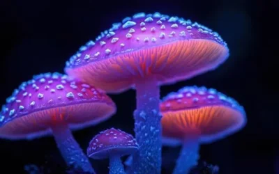 Psilocybin Protects Your Brain & Body From Aging, Really 53% Reduction.